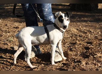 LAKY-freundlich, gesellig, lebhaft, fröhlich wartet sie sehnsüchtig auf ihre liebevolle Familie
