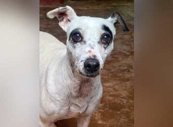 ENOLA-wartet auf ihr liebevolles Zuhause in dem sie für immer glücklich sein darf