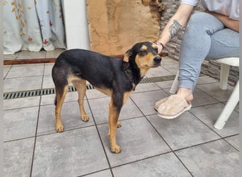 Unkomplizierte BRIGITTE-liebevoll, voller Vertrauen und mit Hoffnung auf ein lievevolles Zuhause