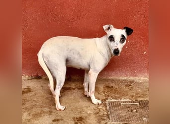 ENOLA-wartet auf ihr liebevolles Zuhause in dem sie für immer glücklich sein darf