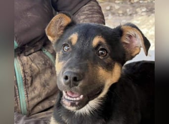Süß, süßer, VALENTINO-aufgeweckt, voller verspielter Freude wartet er auf gepacktem Köfferchen