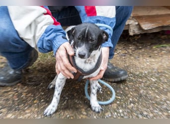 ORION-keiner Sonnenschein sucht dringend liebevolles Für-immer-Zuhause