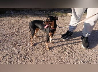 ZOE-überaus freundliche kleine Maus sucht sehnsüchtig ihr liebevolles Für-immer-Zuhause