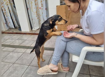 Unkomplizierte BRIGITTE-liebevoll, voller Vertrauen und mit Hoffnung auf ein lievevolles Zuhause