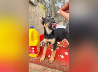 Süß, süßer, VALENTINO-aufgeweckt, voller verspielter Freude wartet er auf gepacktem Köfferchen