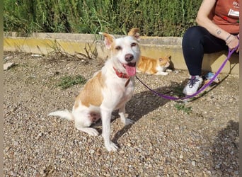 TOBY-hatte ein schönes Zuhause und wurde von Herzen geliebt-sucht dringend sein neues Zuhause