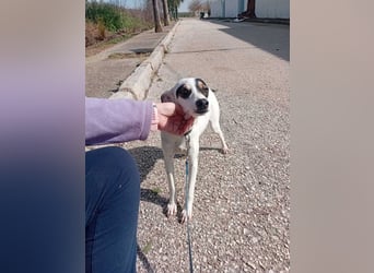 Fröhliche INGRID-wartet in 79106 Freiburg sehnsüchtig auf ihre Für-immer-Familie