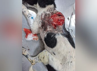 ORION-keiner Sonnenschein sucht dringend liebevolles Für-immer-Zuhause