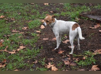 Guinda - befindet sich in einer Pflegestelle in 55765 Birkenfeld (ab 09/01)