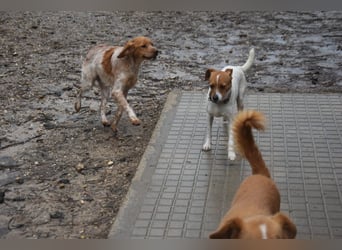 Guinda - befindet sich in einer Pflegestelle in 55765 Birkenfeld (ab 09/01)