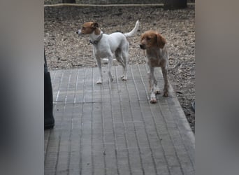 Guinda - befindet sich in einer Pflegestelle in 55765 Birkenfeld (ab 09/01)