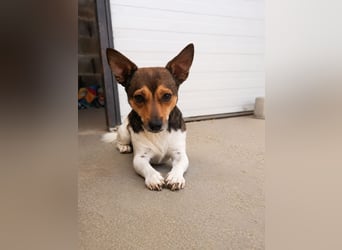 Vito