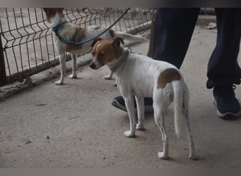 Guinda - befindet sich in einer Pflegestelle in 55765 Birkenfeld (ab 09/01)