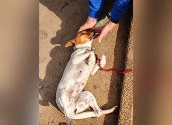 Guinda - befindet sich in einer Pflegestelle in 55765 Birkenfeld (ab 09/01)