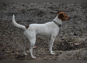 Guinda - befindet sich in einer Pflegestelle in 55765 Birkenfeld (ab 09/01)