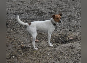 Guinda - befindet sich in einer Pflegestelle in 55765 Birkenfeld (ab 09/01)