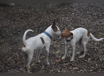 Guinda - befindet sich in einer Pflegestelle in 55765 Birkenfeld (ab 09/01)