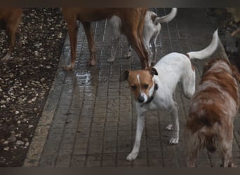 Guinda - befindet sich in einer Pflegestelle in 55765 Birkenfeld (ab 09/01)