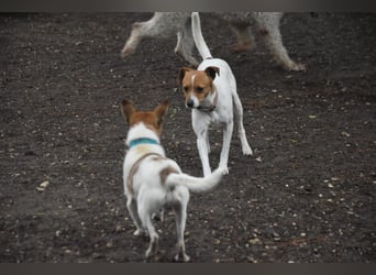 Guinda - befindet sich in einer Pflegestelle in 55765 Birkenfeld (ab 09/01)