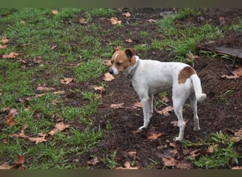 Guinda - befindet sich in einer Pflegestelle in 55765 Birkenfeld (ab 09/01)