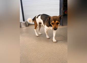Vito