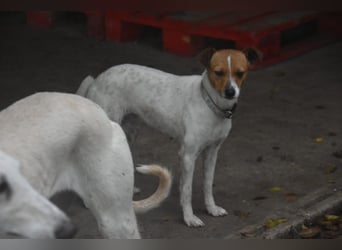 Guinda - befindet sich in einer Pflegestelle in 55765 Birkenfeld (ab 09/01)