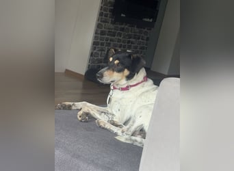 Maya - zauberhafte Bodeguero-Hündin sucht ihr Zuhause
