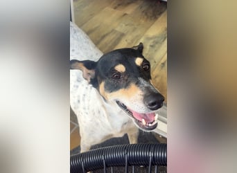 Maya - zauberhafte Bodeguero-Hündin sucht ihr Zuhause