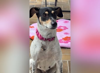 Maya - zauberhafte Bodeguero-Hündin sucht ihr Zuhause
