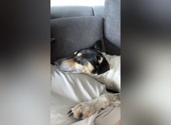 Maya - zauberhafte Bodeguero-Hündin sucht ihr Zuhause