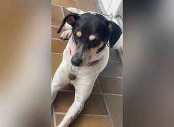 Maya - zauberhafte Bodeguero-Hündin sucht ihr Zuhause