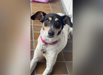 Maya - zauberhafte Bodeguero-Hündin sucht ihr Zuhause