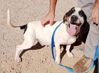 Monet - gesellig, sozial und verspielt