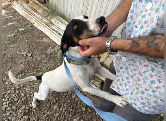 Monet - gesellig, sozial und verspielt