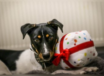 BRISA ❤️ kleine Frohnatur, Pflegefamilie Immenhausen