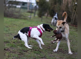 BRISA ❤️ kleine Frohnatur, Pflegefamilie Immenhausen
