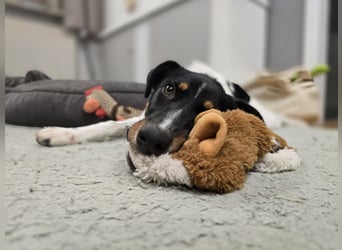 BRISA ❤️ kleine Frohnatur, Pflegefamilie Immenhausen