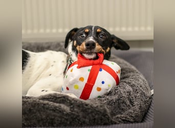 BRISA ❤️ kleine Frohnatur, Pflegefamilie Immenhausen