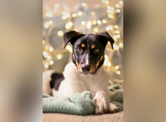 BRISA ❤️ kleine Frohnatur, Pflegefamilie Immenhausen