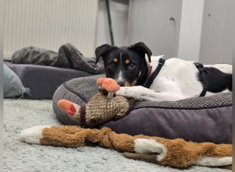 BRISA ❤️ kleine Frohnatur, Pflegefamilie Immenhausen