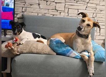 BRISA ❤️ kleine Frohnatur, Pflegefamilie Immenhausen