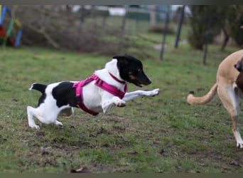 BRISA ❤️ kleine Frohnatur, Pflegefamilie Immenhausen