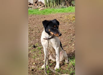 BRISA ❤️ kleine Frohnatur, Pflegefamilie Immenhausen