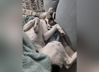 BRISA ❤️ kleine Frohnatur, Pflegefamilie Immenhausen