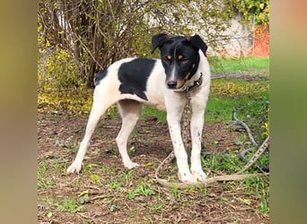 BRISA ❤️ kleine Frohnatur, Pflegefamilie Immenhausen