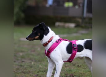 BRISA ❤️ kleine Frohnatur, Pflegefamilie Immenhausen