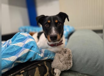 BRISA ❤️ kleine Frohnatur, Pflegefamilie Immenhausen