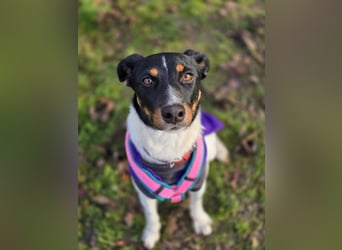 BRISA ❤️ kleine Frohnatur, Pflegefamilie Immenhausen