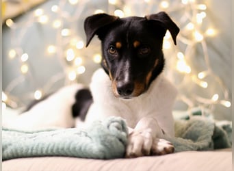 BRISA ❤️ kleine Frohnatur, Pflegefamilie Immenhausen