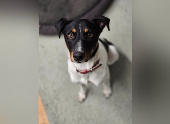 BRISA ❤️ kleine Frohnatur, Pflegefamilie Immenhausen